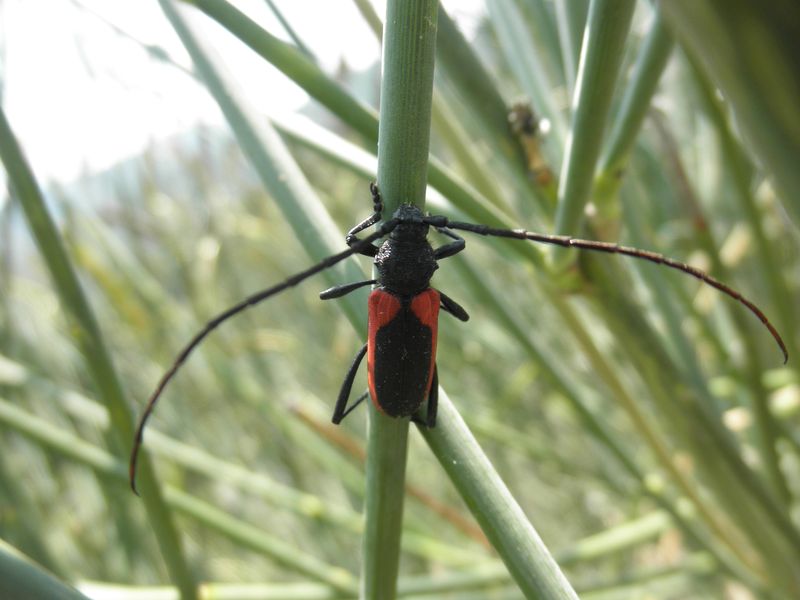 Purpuricenus budensis e Purpuricenus kaeleri (Grecia)